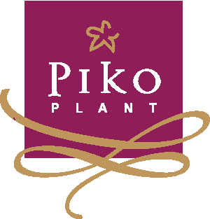 Piko plant